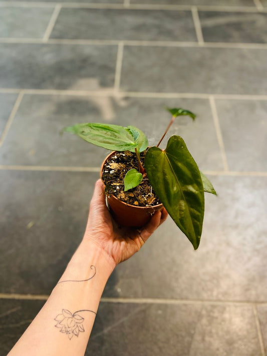 Anthurium Magnificum X Nigrolaminum GIGI med store, hjerteformede blader og lyse årer, gir et dramatisk og elegant preg