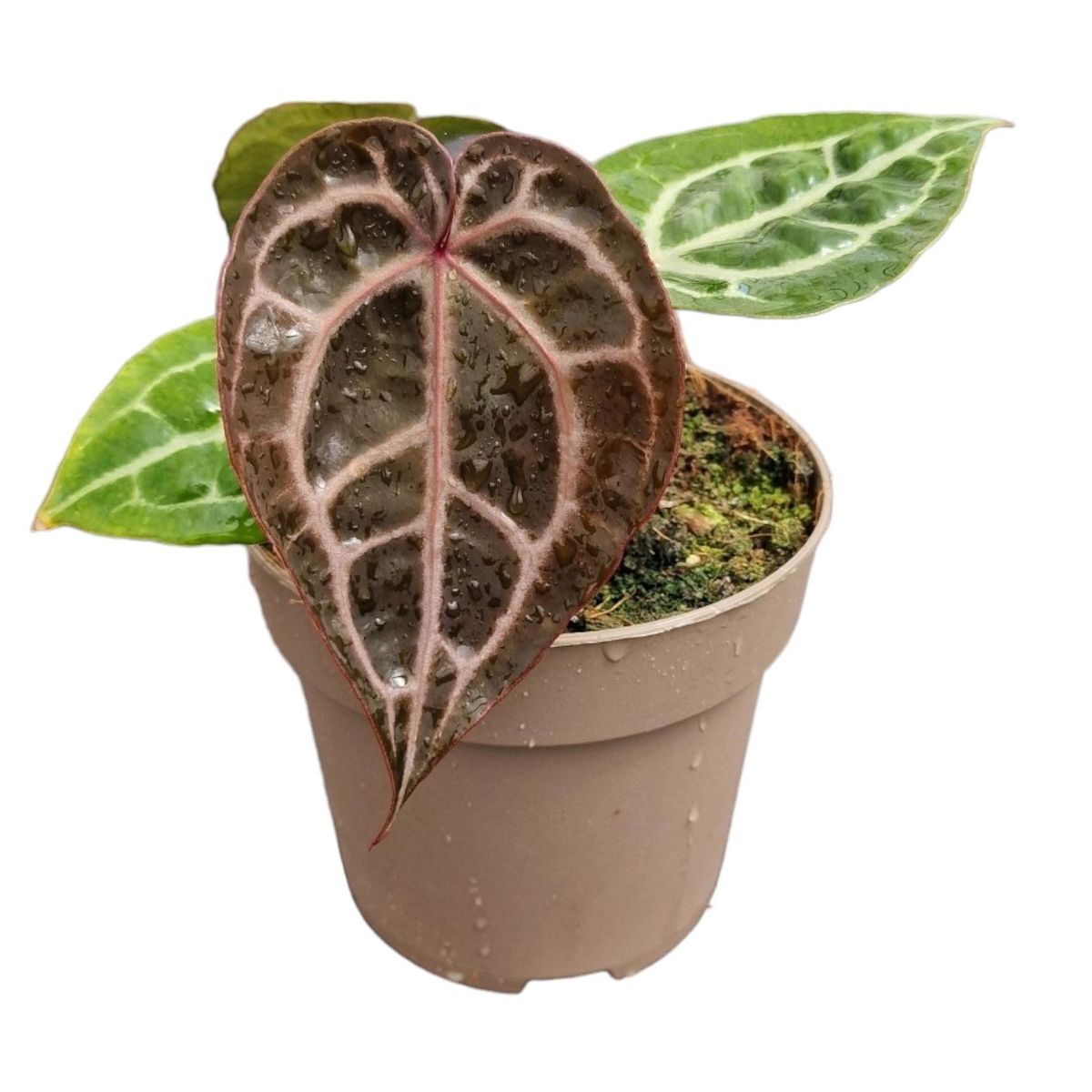 Anthurium Michelle (DocBlock)