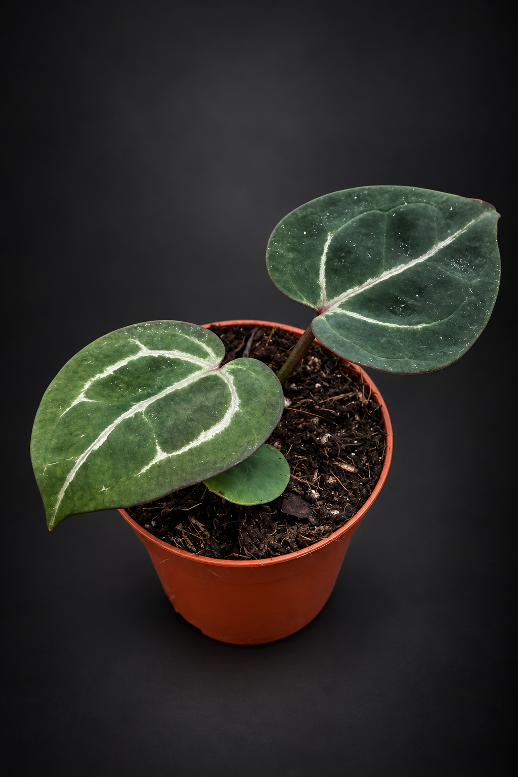 Anthurium Michelle x (Zara x Michelle)