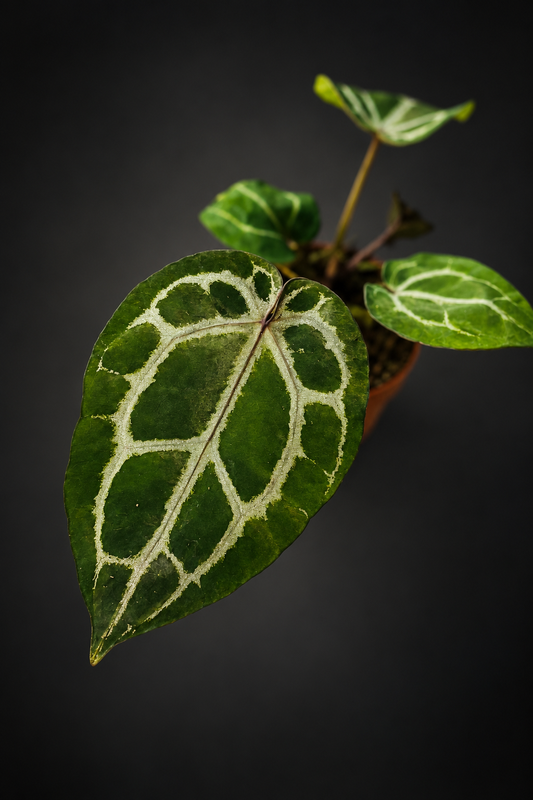 Anthurium Michelle x (Zara x Michelle)