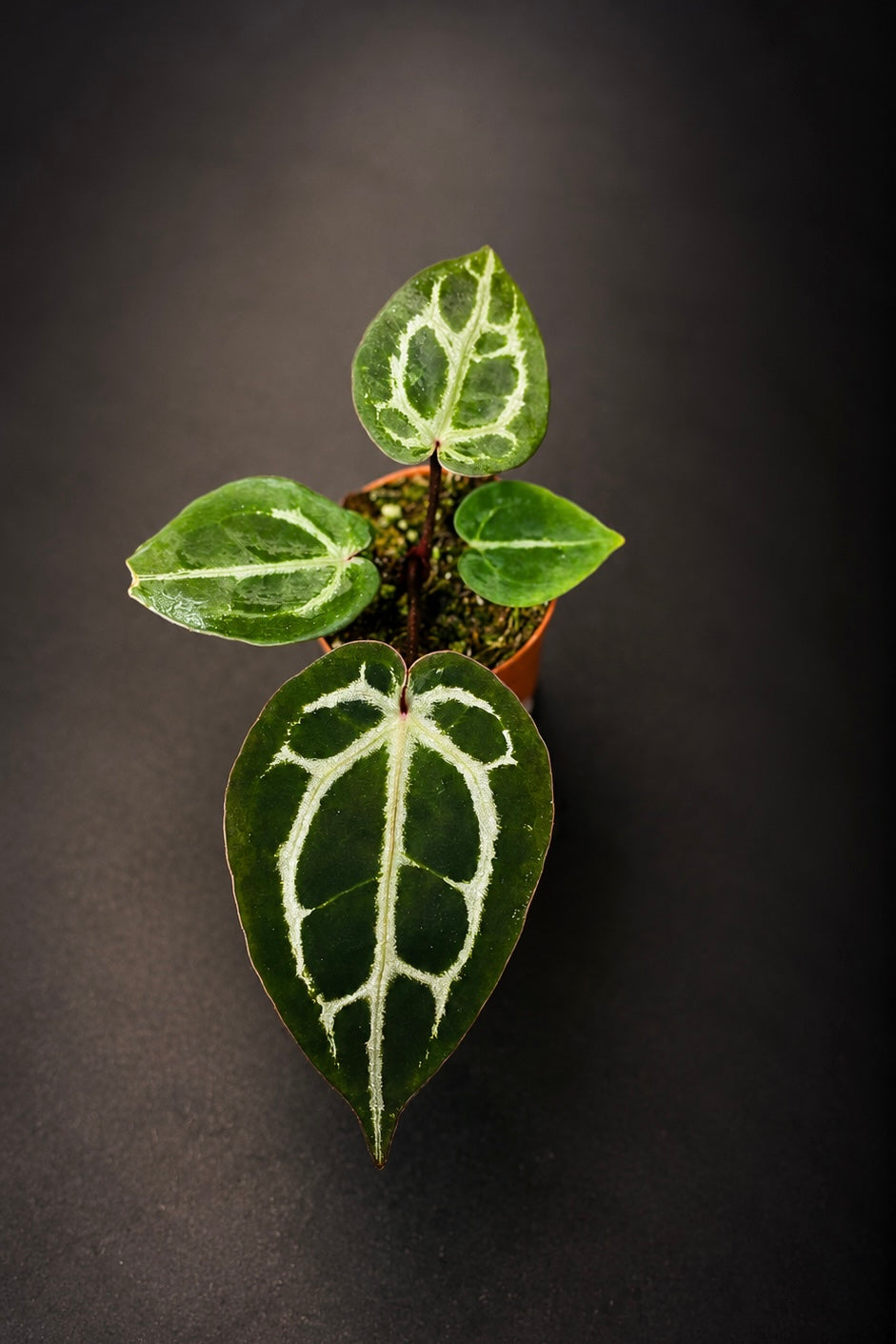 Anthurium Michelle x (Zara x Michelle)