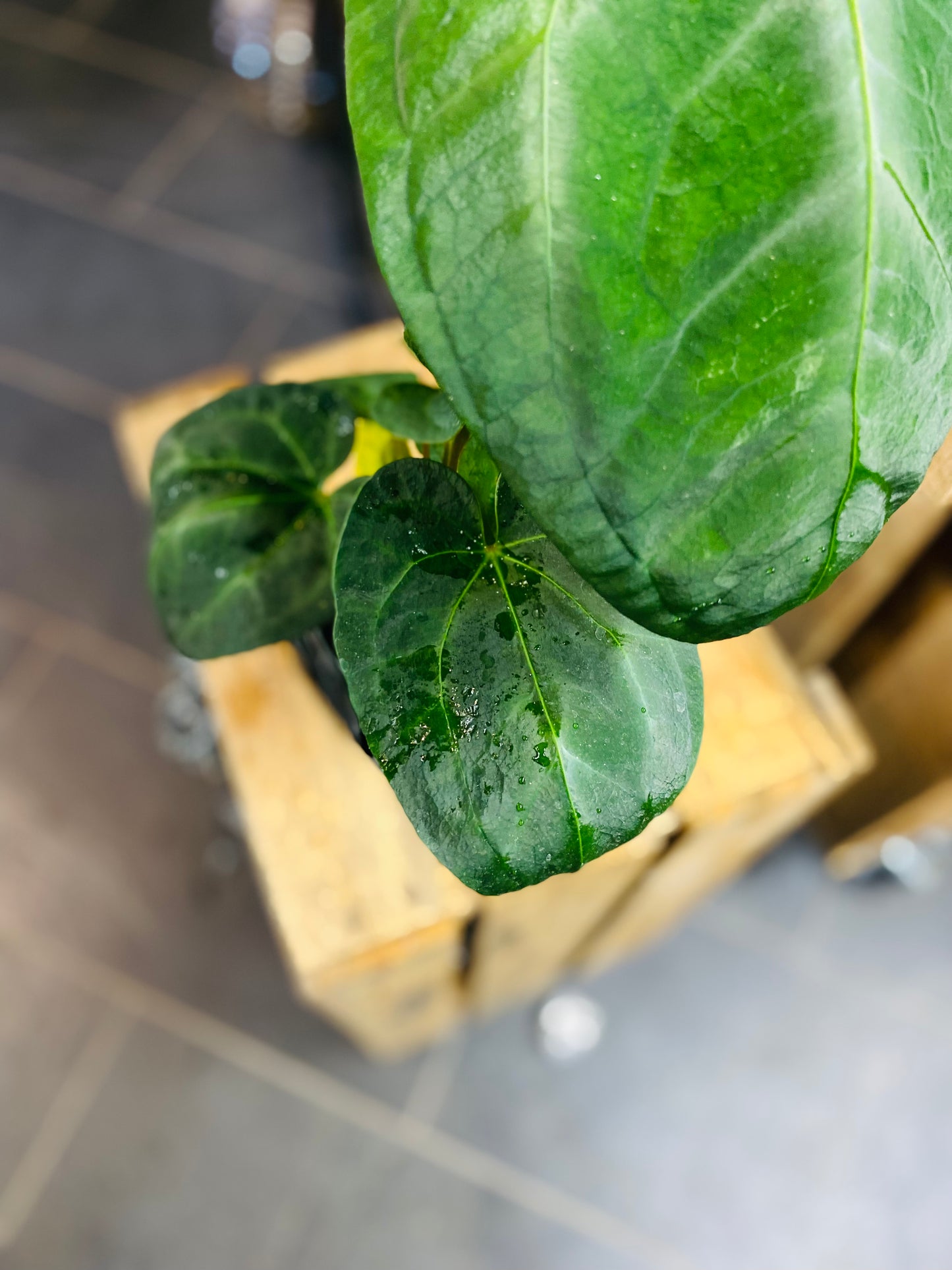 Anthurium NoID
