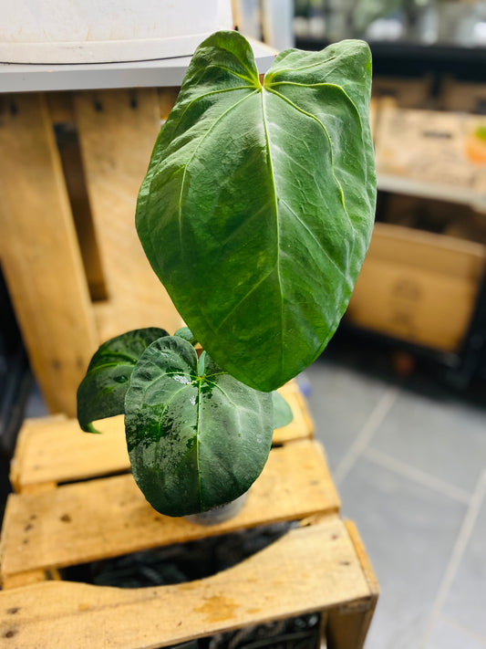 Anthurium NoID