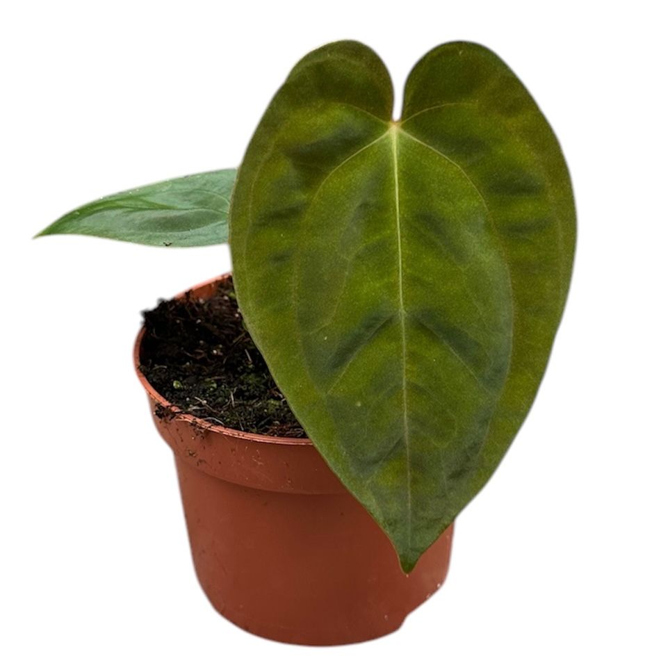 Anthurium Papillilaminum
