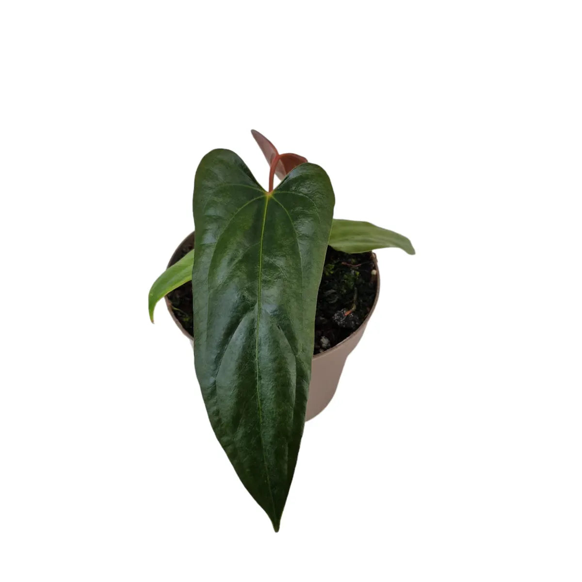 Anthurium Papillilaminum Ree Gardens x sp. Napo
