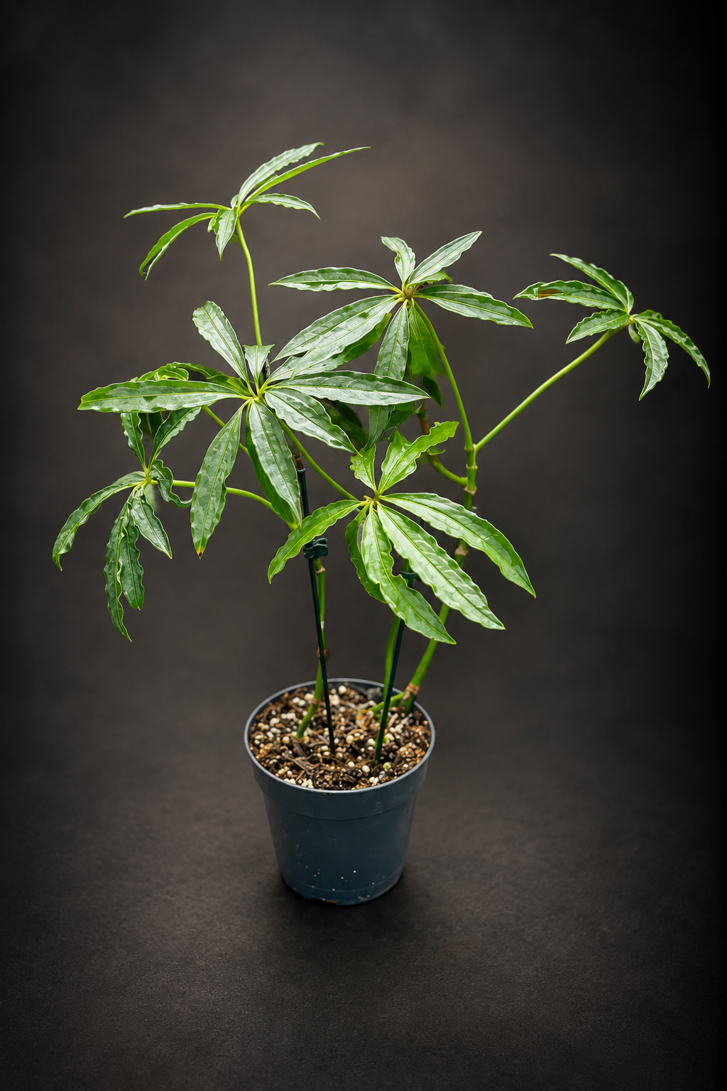 Anthurium Polyschistum