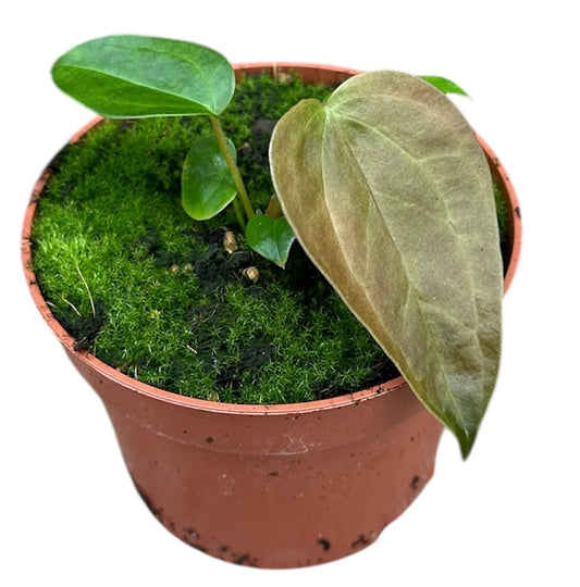 Anthurium Queen Of Hearts