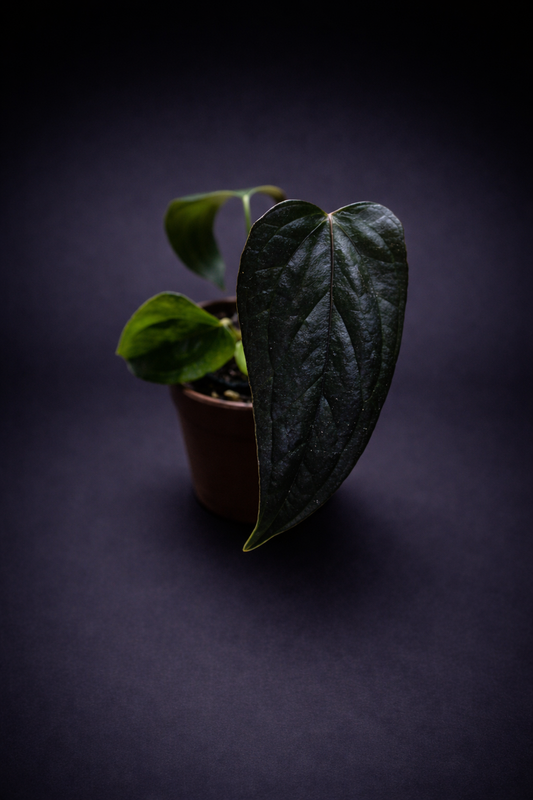 Anthurium Queen of Heart