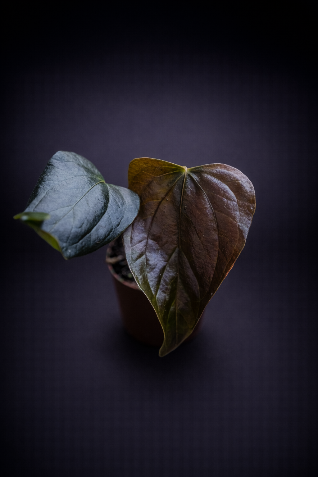 Anthurium Queen of Heart