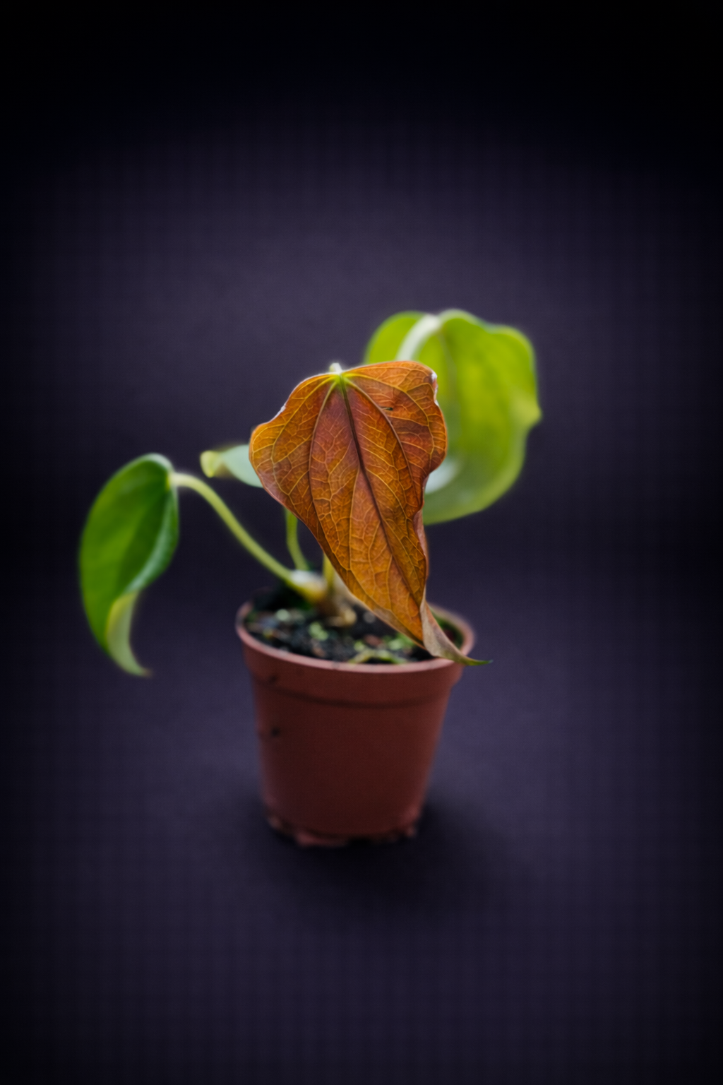 Anthurium Queen of Heart