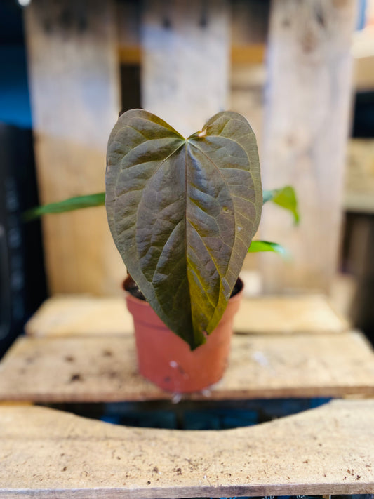 Anthurium Queen of Hearts - 10,5 cm potte