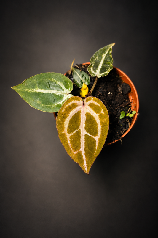 Anthurium Red Crystallinum