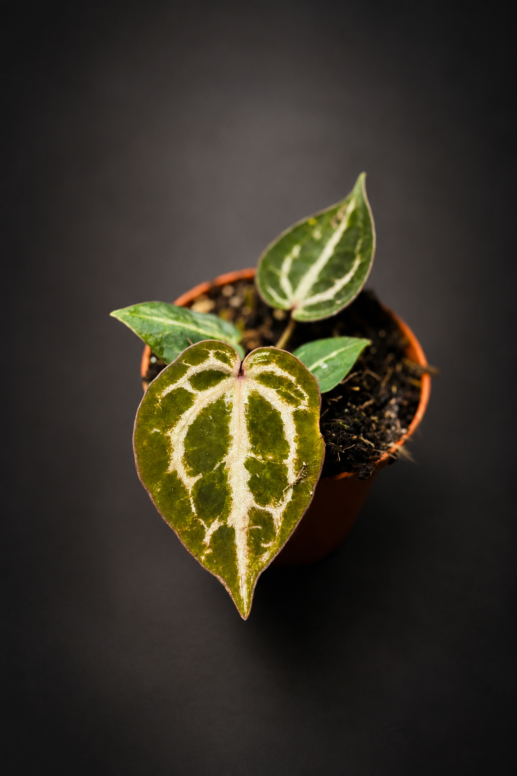 Anthurium Red Crystallinum