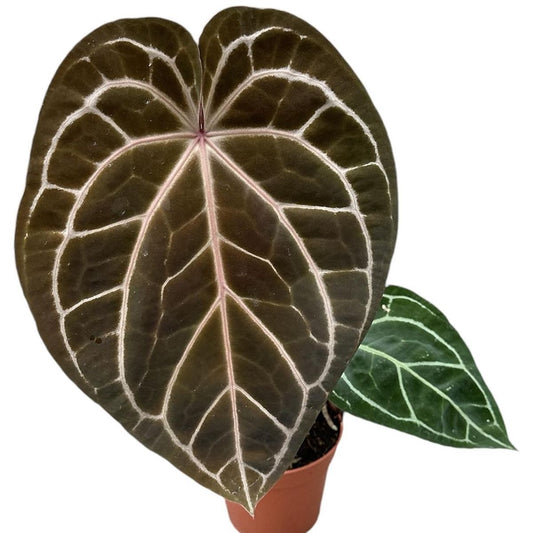 Anthurium Red Crystallinum