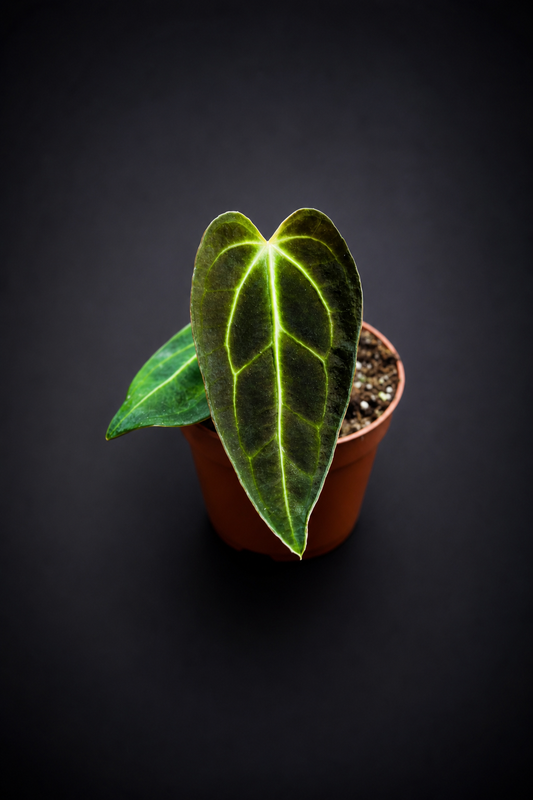 Anthurium Regale