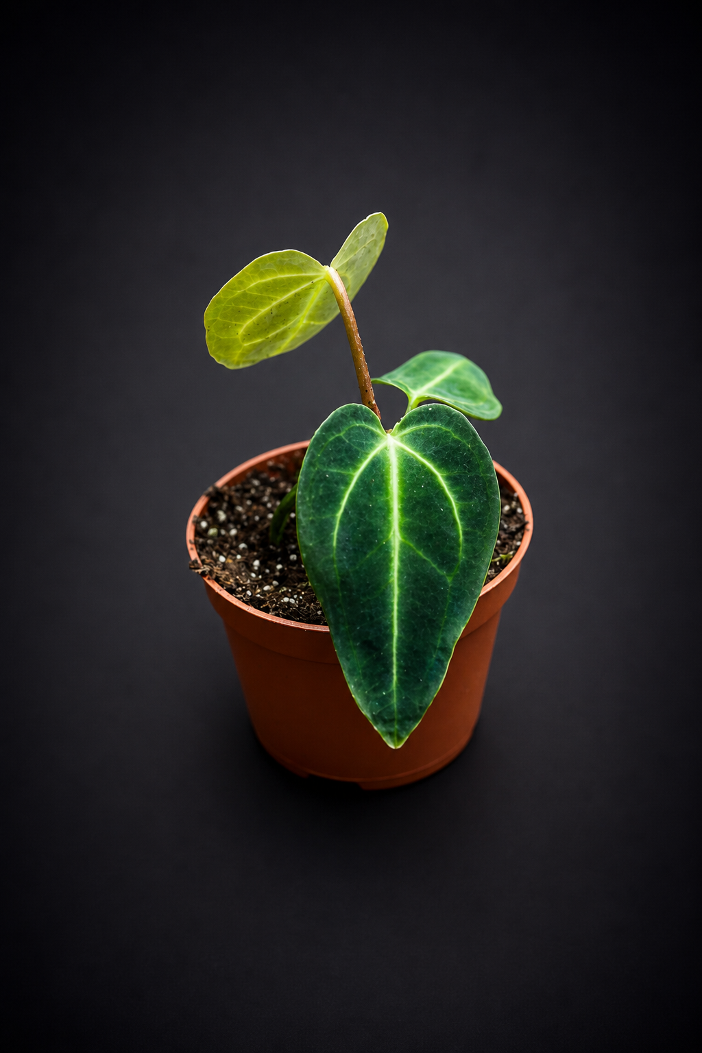 Anthurium Regale