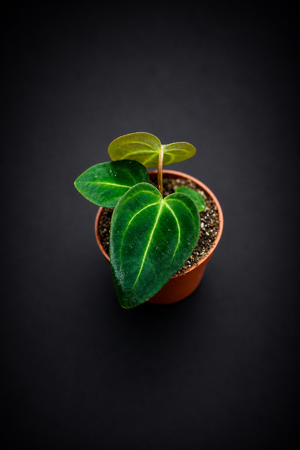 Anthurium Regale