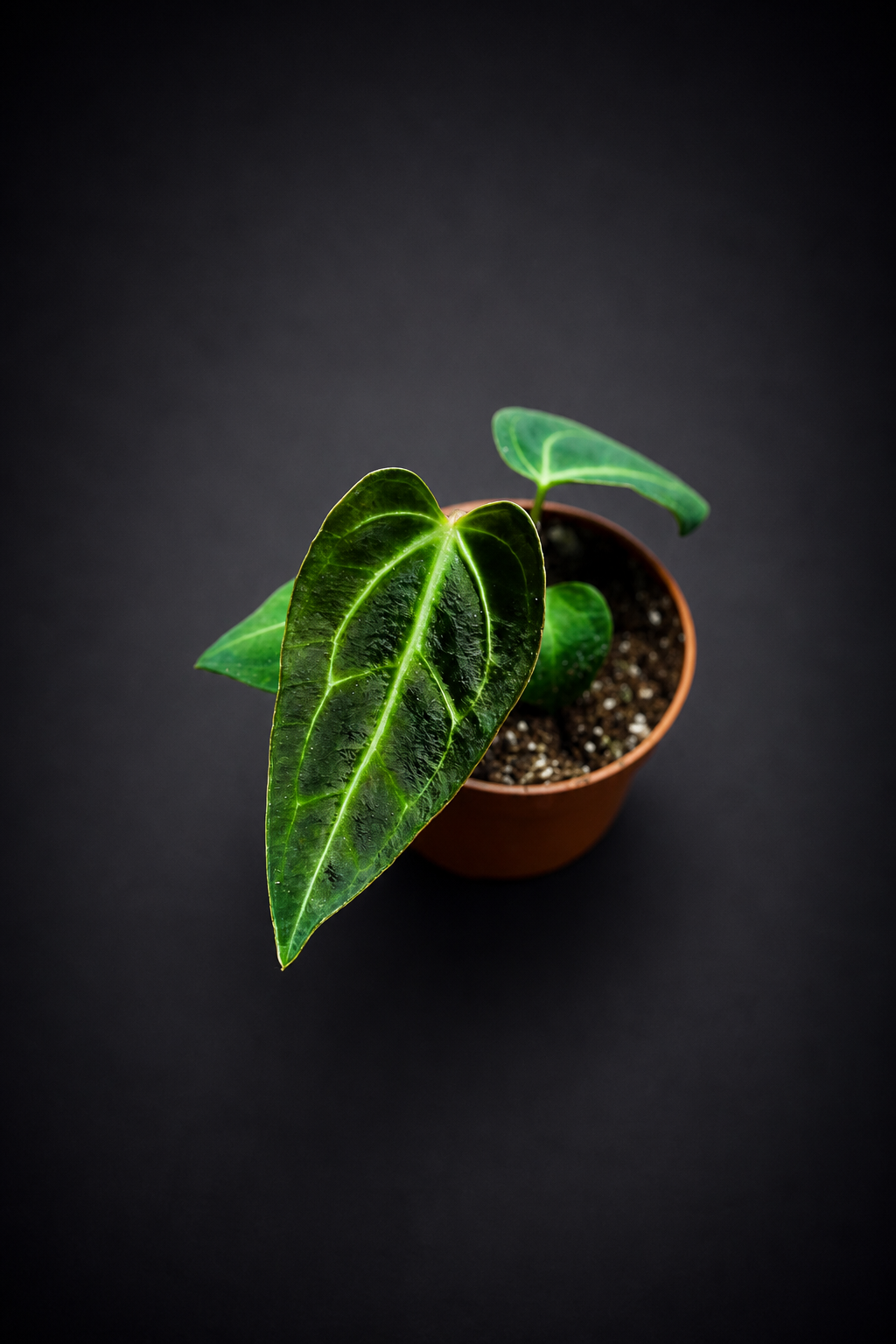Anthurium Regale