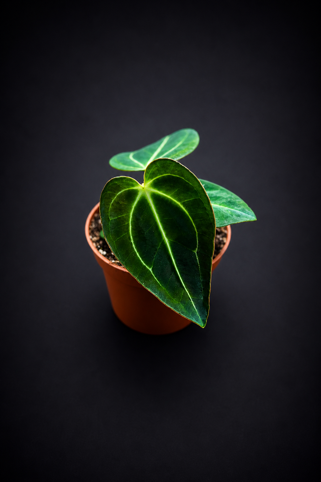 Anthurium Regale