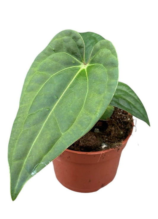 Anthurium Regale x Nigrolaminum Gigi