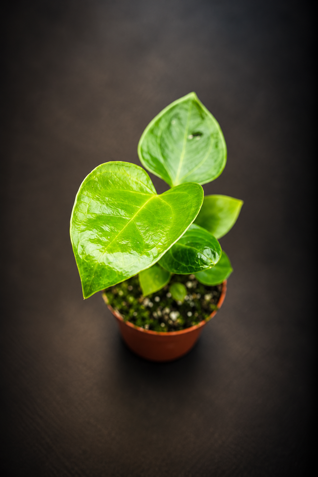 Anthurium Veitchii