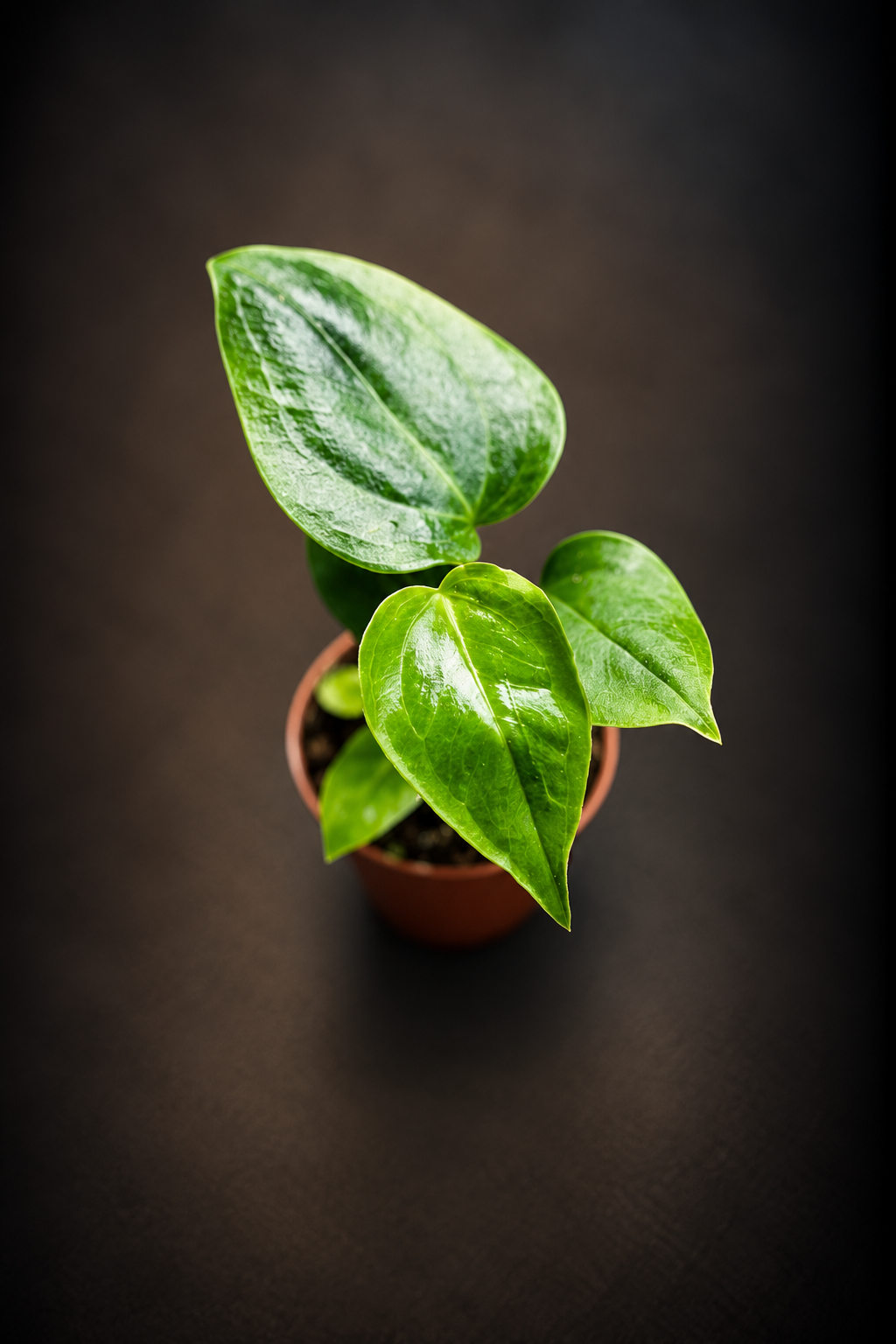 Anthurium Veitchii