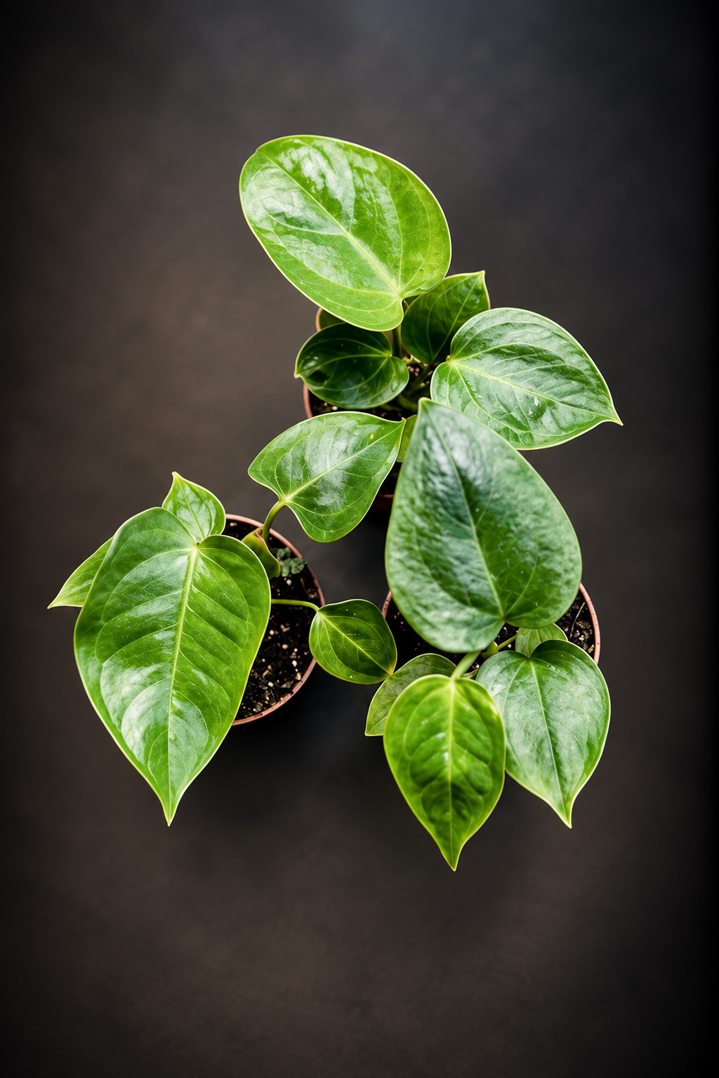 Anthurium Veitchii