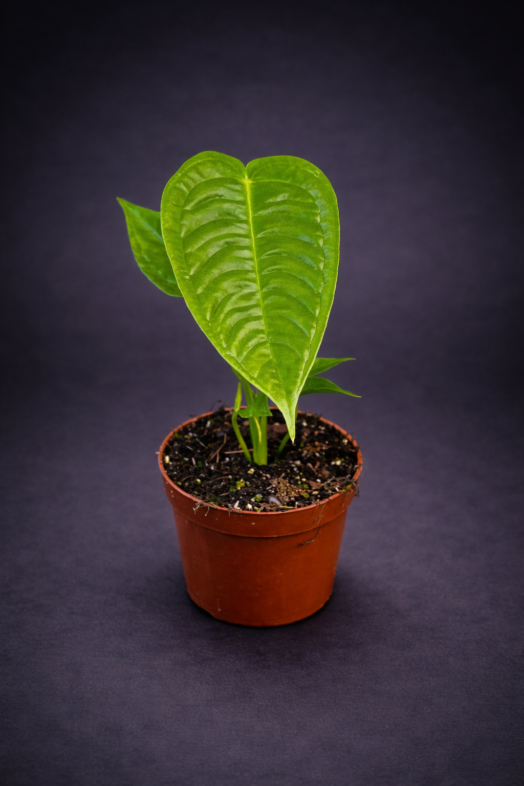 Anthurium Veitchii