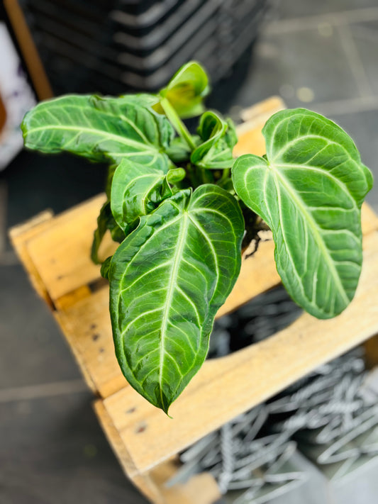 Anthurium Villenaorum