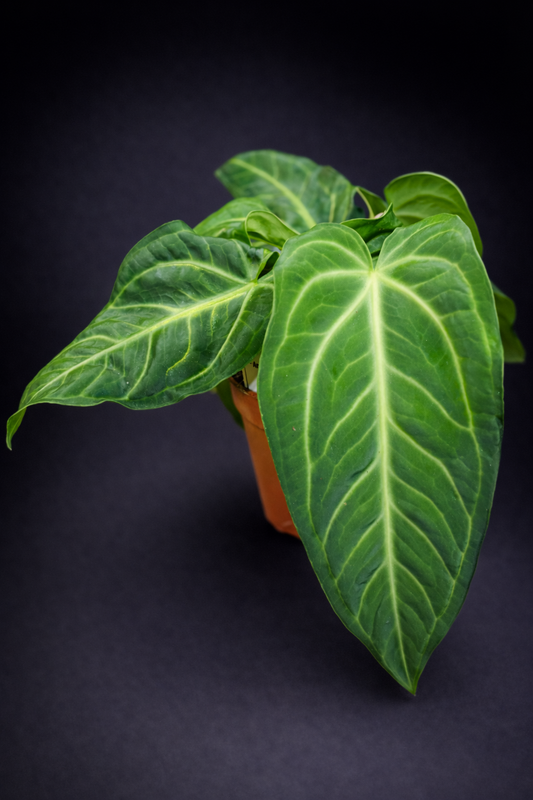 Anthurium Villenaorum