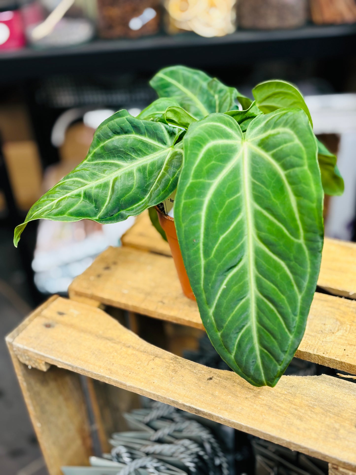 Anthurium Villenaorum