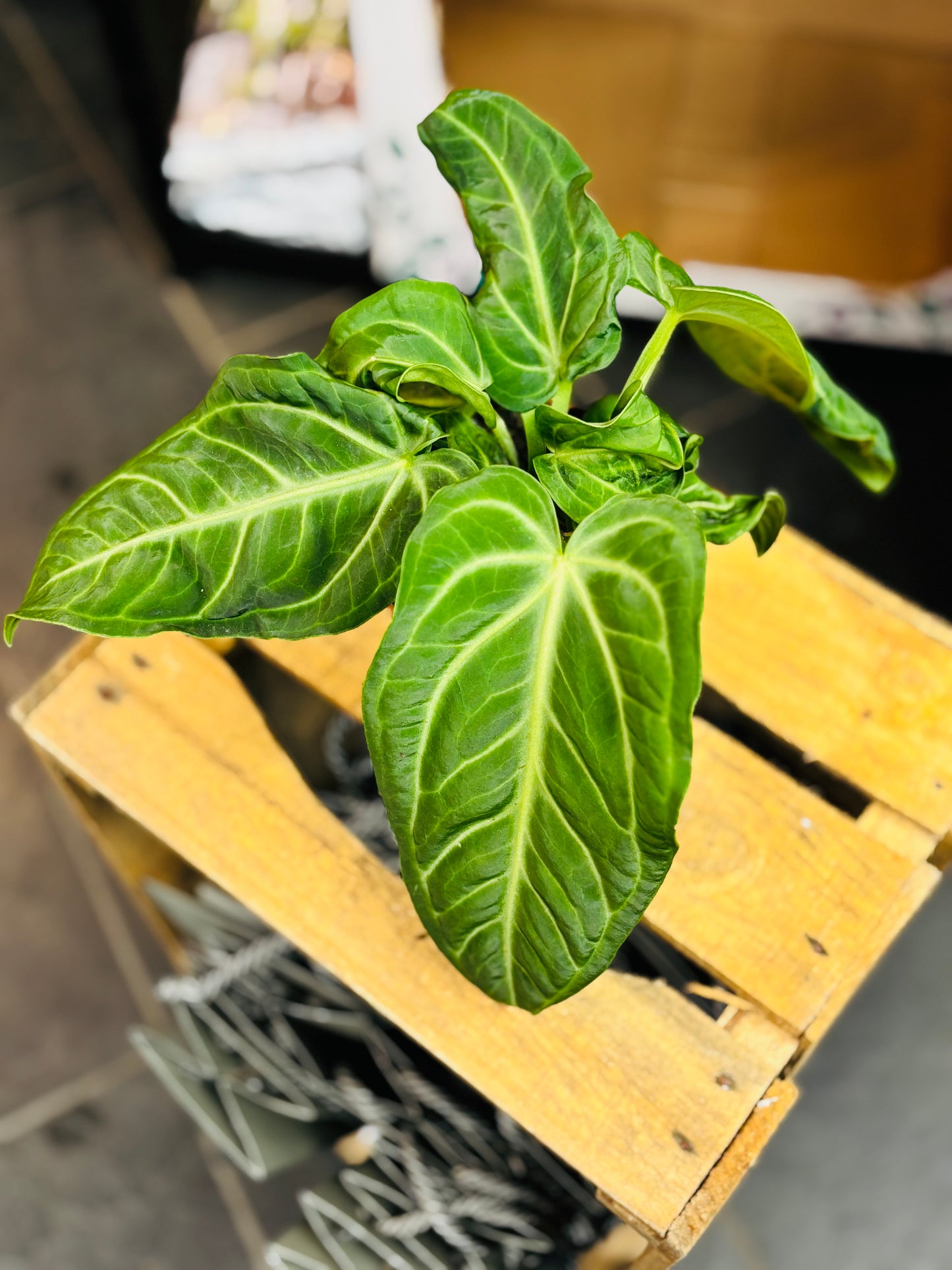 Anthurium Villenaorum