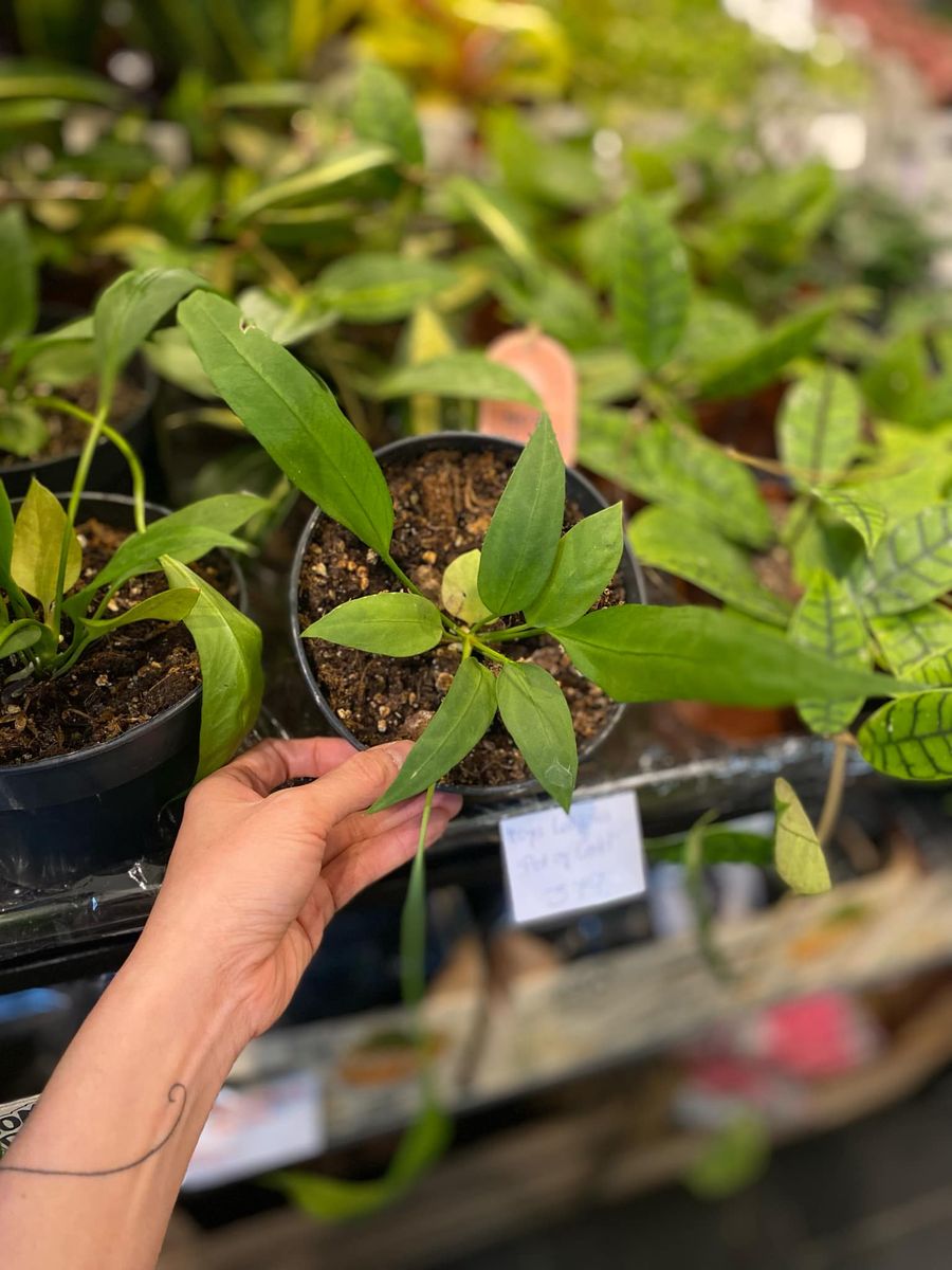 Anthurium Vittarifolium med lange, hengende grønne blader, gir et dramatisk og sofistikert preg