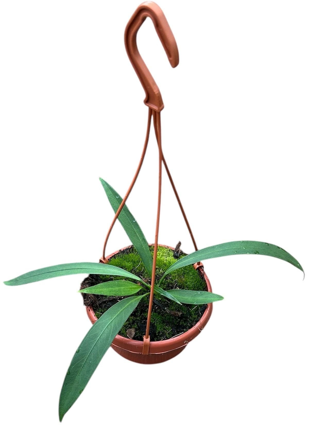 Anthurium Vittarifolium