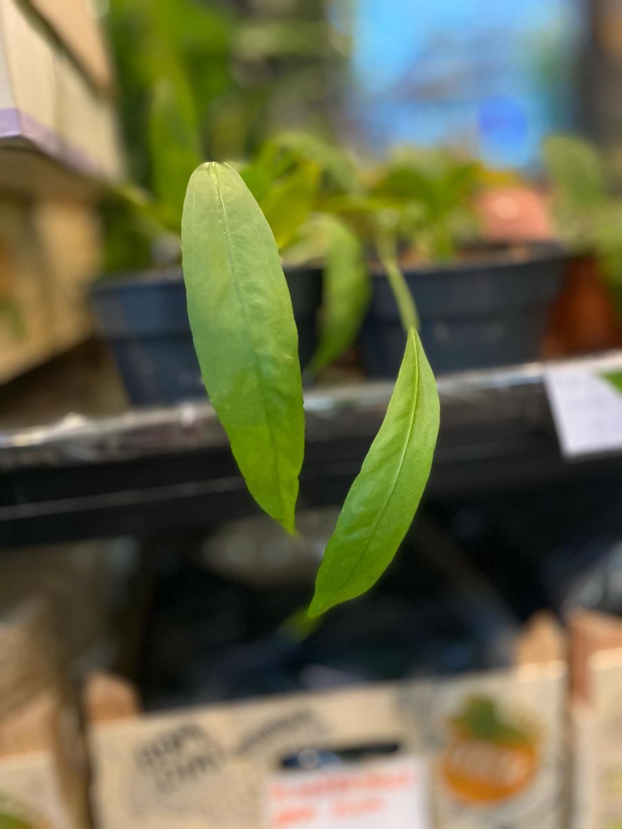 Anthurium Vittarifolium med lange, hengende grønne blader, gir et dramatisk og sofistikert preg