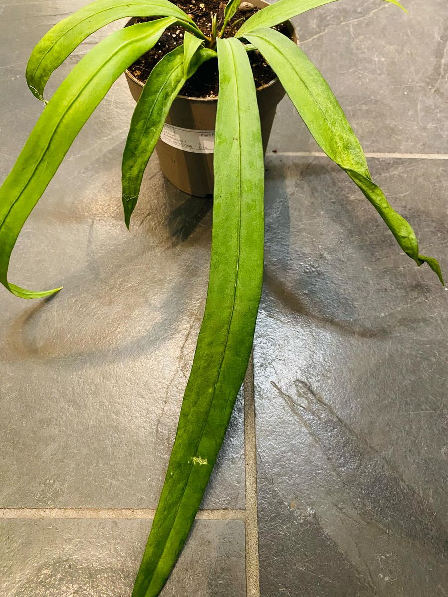 Anthurium Vittarifolium med lange, hengende grønne blader, gir et dramatisk og sofistikert preg