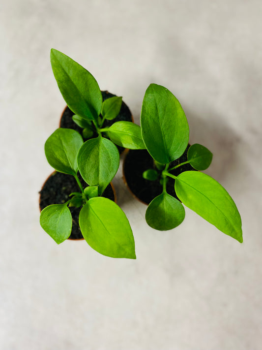 Anthurium Vittarifolium - 5 cm potte
