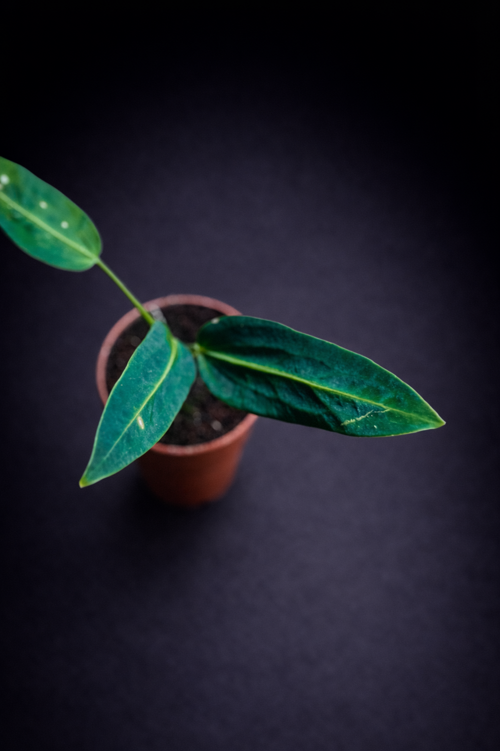 Anthurium Warocqueanum - 5 cm potte