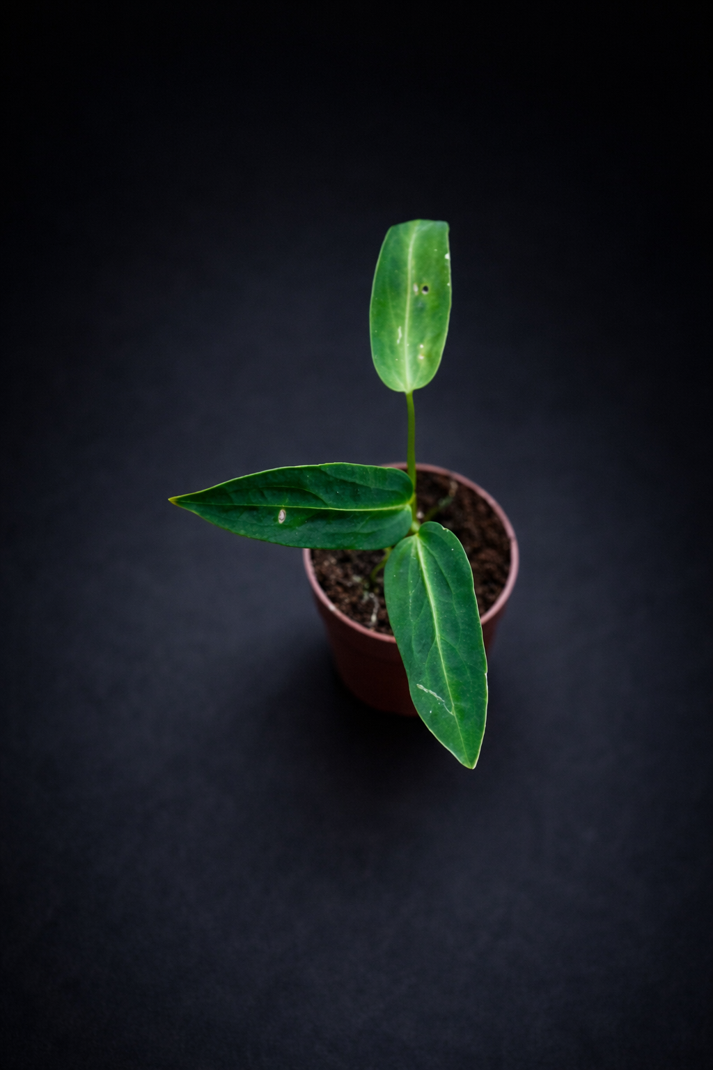 Anthurium Warocqueanum - 5 cm potte