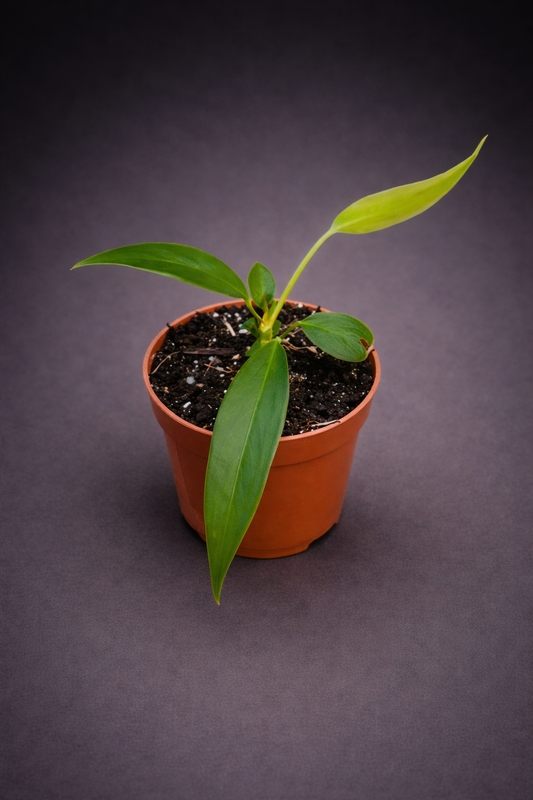 Anthurium Wendlingeri