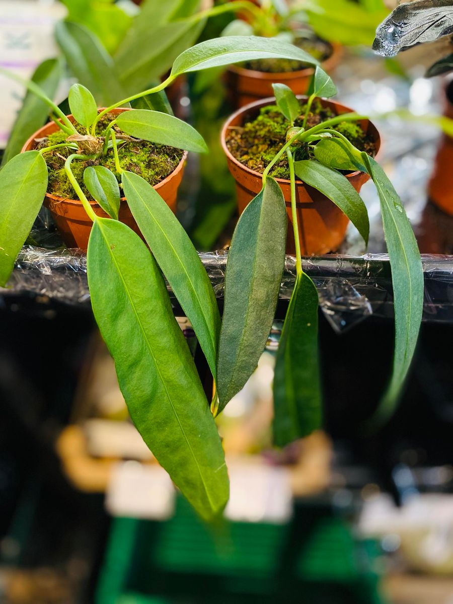 Anthurium Wendlingeri med lange, spiralformede blader, gir et unikt og eksotisk preg.