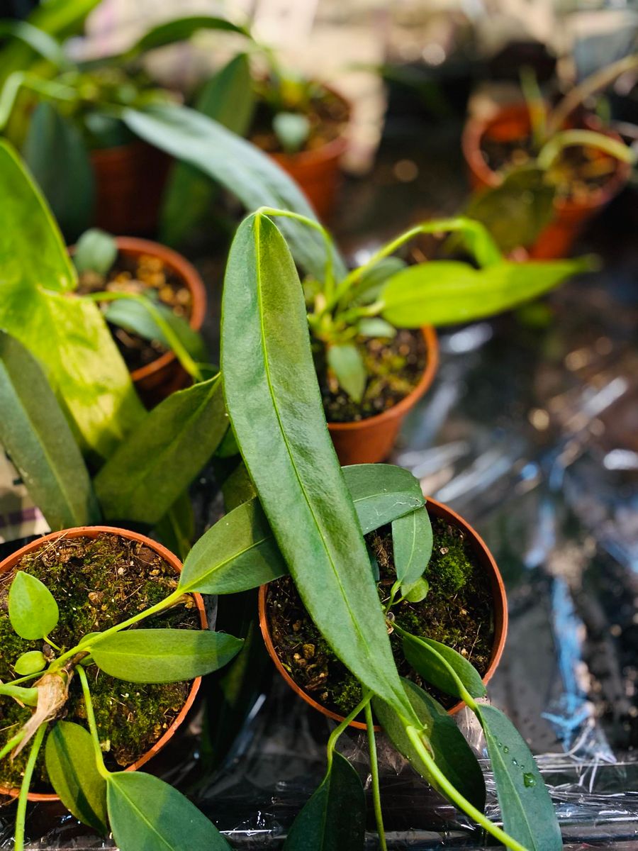 Anthurium Wendlingeri med lange, spiralformede blader, gir et unikt og eksotisk preg.