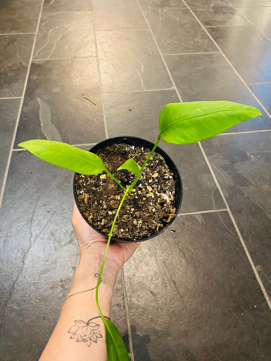 Anthurium Wendlingeri med lange, spiralformede blader, gir et unikt og eksotisk preg.