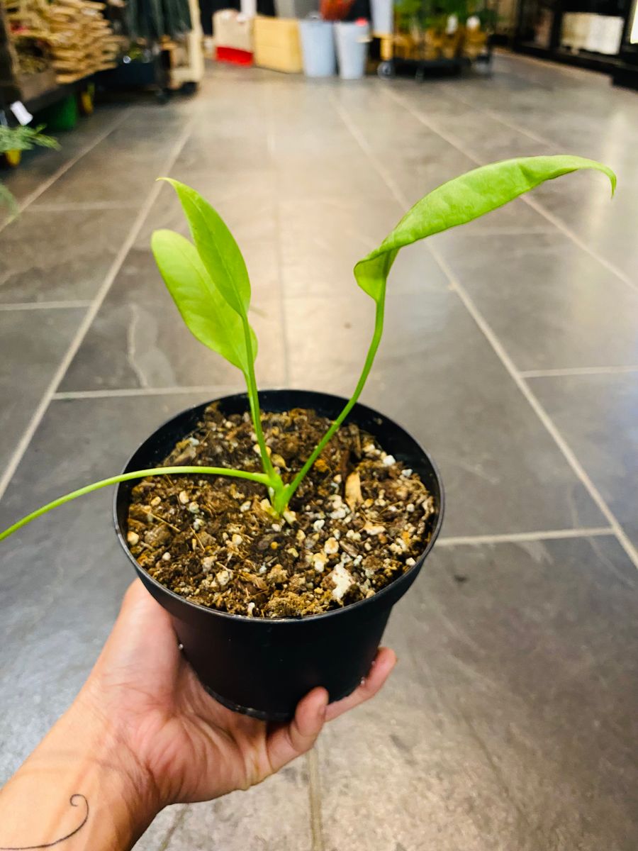 Anthurium Wendlingeri med lange, spiralformede blader, gir et unikt og eksotisk preg.