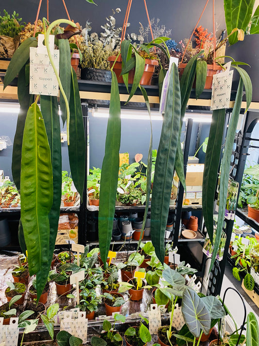 Anthurium Wendlingerii