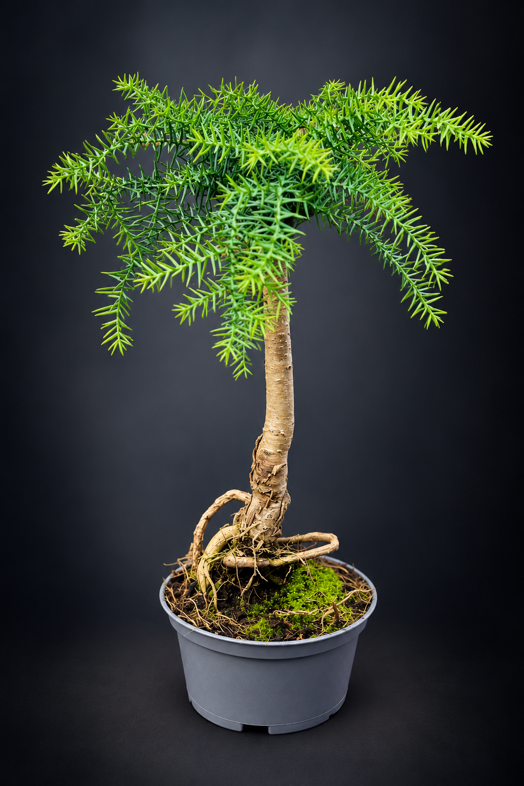 Araucaria Cunninghamii Bonsai