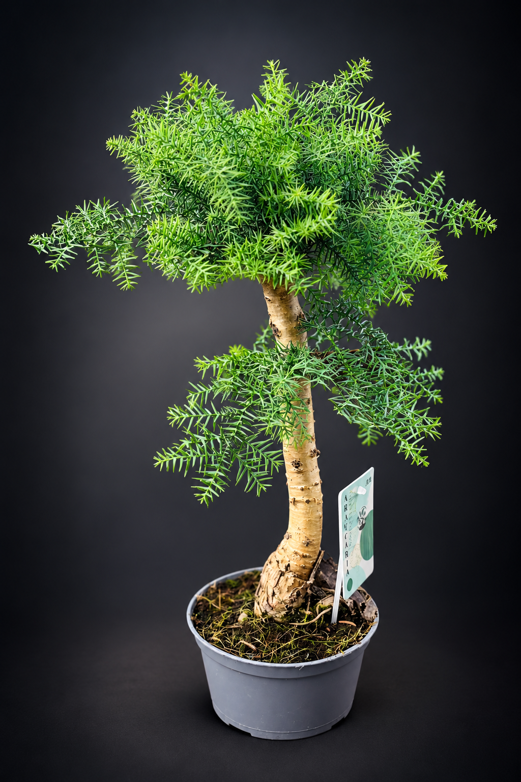 Araucaria Cunninghamii Bonsai