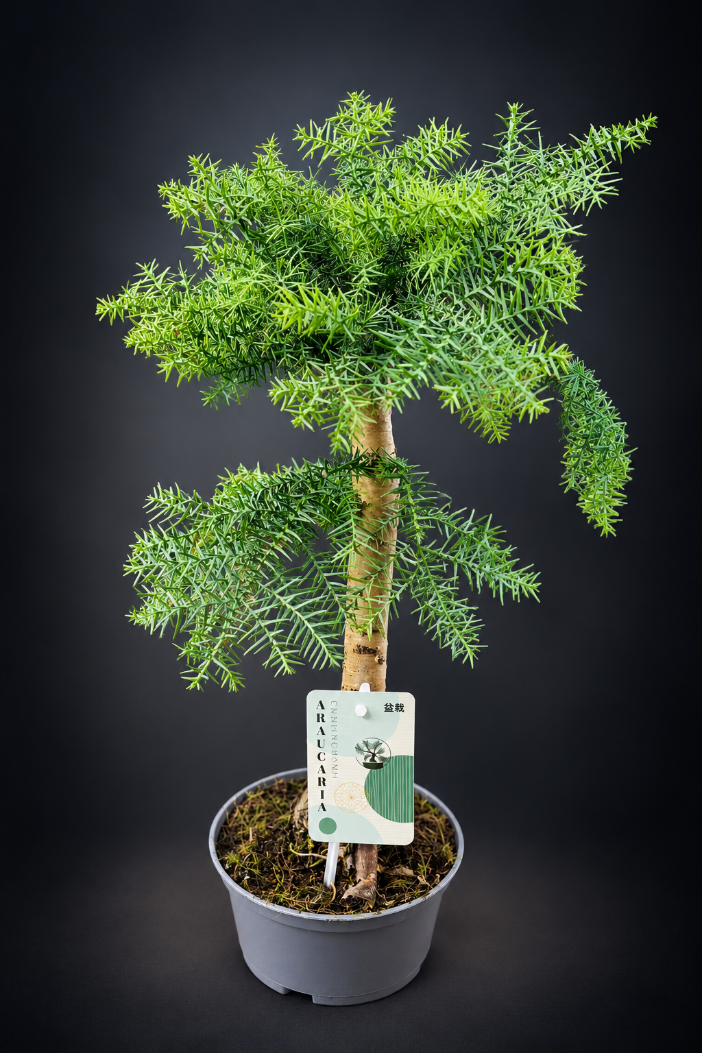 Araucaria Cunninghamii Bonsai