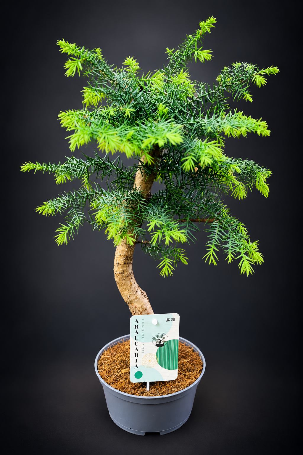 Araucaria Cunninghamii Bonsai