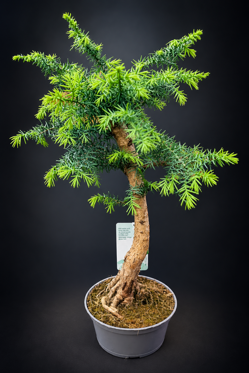 Araucaria Cunninghamii Bonsai